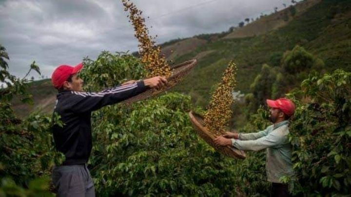 ¡Con el café, no! Sector cafetalero acusa abandono por parte del gobierno