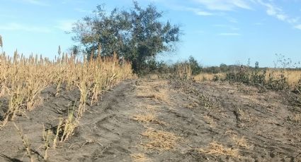 Ni para el ganado: sorgo sembrado no crece lo esperado en campos de Altamira