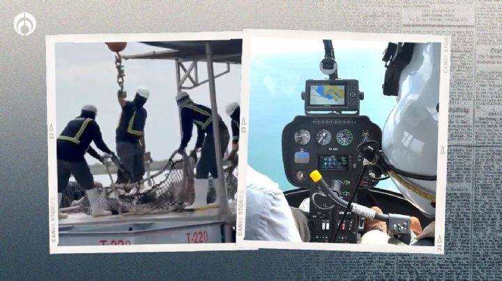 (VIDEOS) Así es la caza de atún con helicópteros… ¿qué pasa si pescan a un delfín?