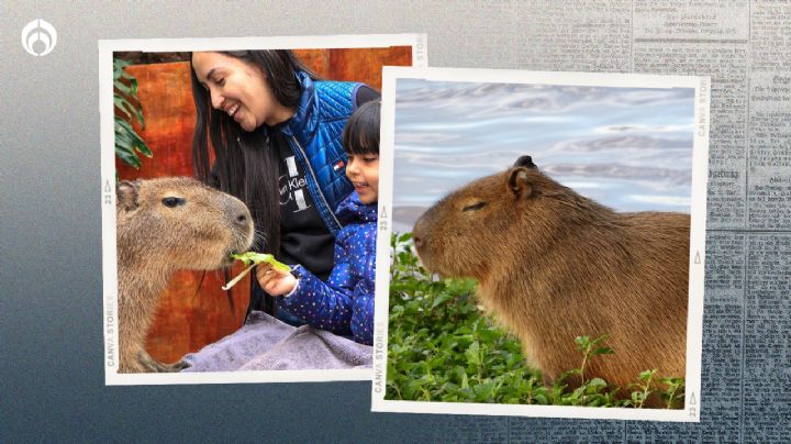 Acuario Michin: ¡Vive un encuentro único con los roedores más tiernos del mundo!