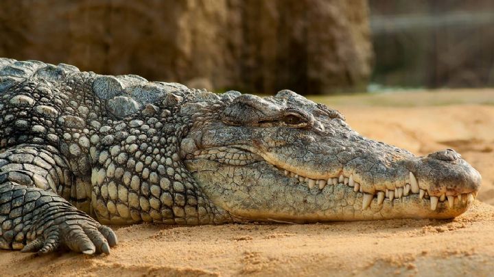 'SOS Cocodrilo' en Semana Santa: operativo en Laguna Carpintero cuidará a los visitantes