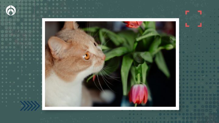 4 plantas peligrosas para los gatos que debes evitar tener en casa