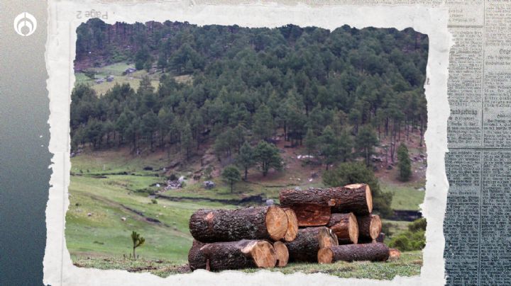 Narco arrasa con bosques en México: Alerta ONU por tala ilegal para plantíos de droga