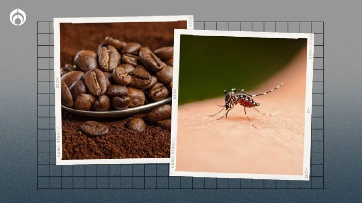 Así puedes hacer un incienso de café para ahuyentar moscas y mosquitos