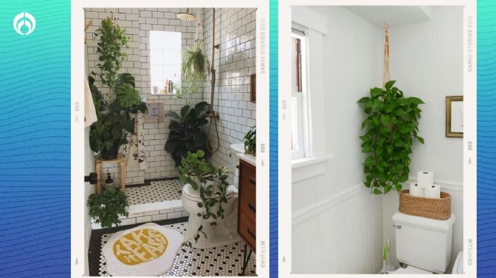 Las mejores plantas aromáticas que son recomendables para tener en el baño y evitar la humedad