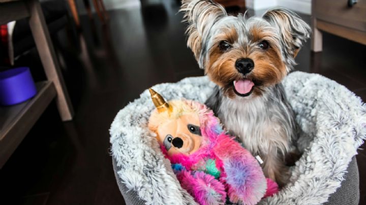 La tienda outlet donde puedes encontrar ropa y accesorios para mascotas desde 12 pesos