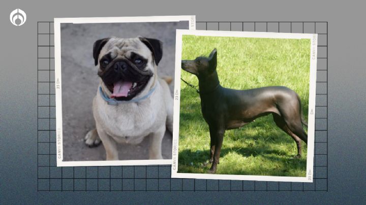 Perritos: ¿es bueno cruzar a un xolo y a un pug? Esto dicen expertos