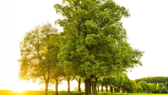 Día de la Tierra: los innumerables beneficios de los árboles, los gigantes que salvan vidas