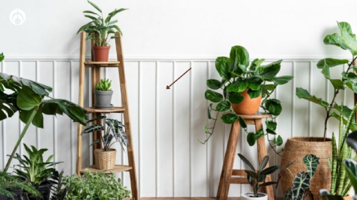 El trucazo para decorar con plantas al interior de tu casa: los mejores tips