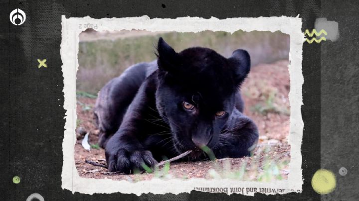 ¿Por qué murió el jaguar en el Zoo de Morelia? Esto reveló un análisis de laboratorio