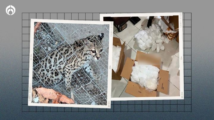 Aseguran en Sonora y Sinaloa un felino exótico, media tonelada de droga y vehículos (FOTOS)