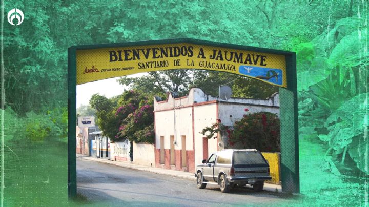 (FOTOS) Jaumave, santuario de la guacamaya verde donde posa en árboles de 400 años