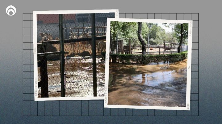 Zoo de Morelia sufre: denuncia problemas con agua contaminada y alerta sobre animalitos