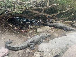 Sequía en Tampico no afecta la vida de los cocodrilos que habitan en laguna Carpintero