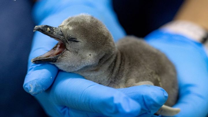 (FOTOS) ¡Bienvenido Pingu! nace pingüino Humboldt en el Aquarium de Veracruz