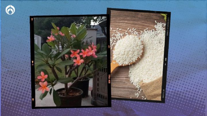 Truco con arroz para que tus plantas en maceta o jardín florezcan más rápido y bonitas