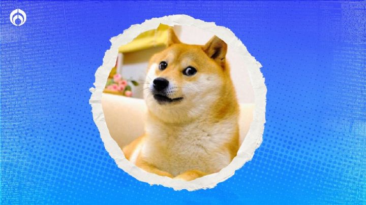 Muere Kabosu, la perrita shiba inu famosa por el meme 'Doge', a sus 19 años