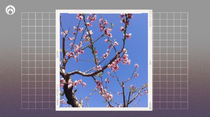 Árbol de durazno: el secreto para plantarlo en maceta y que dé frutos grandes, dulces y jugosos