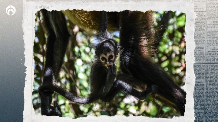 Muerte masiva de monos saraguatos: Gobierno investiga decesos en Tabasco y Chiapas