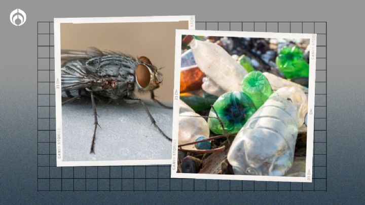 Temporada de moscas grandes de inmundicia: ¿por qué salen cuando hace calor y qué buscan en mi casa?