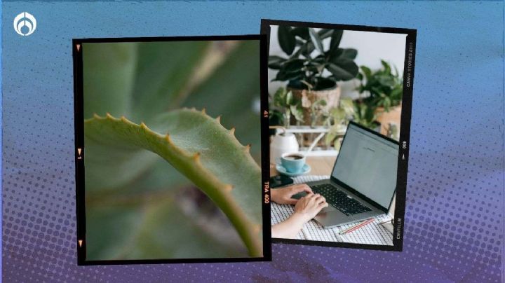 Planta de sábila: este es el lugar y el abono ideal para que crezca radiante