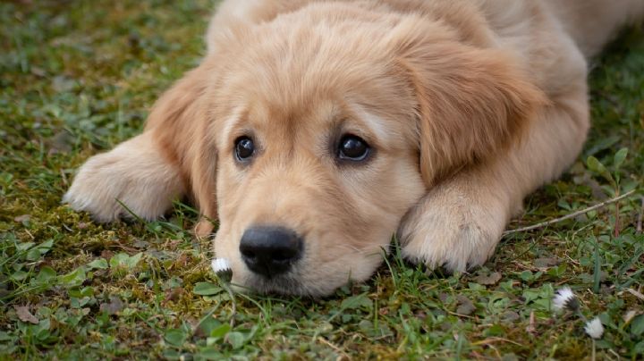 Perritos: trucazo para desinfectar los lugares en los que se hacen pipí tus cachorros