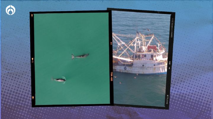 Consecuencias de la extinción de la vaquita marina: Te contamos lo que implicaría para México