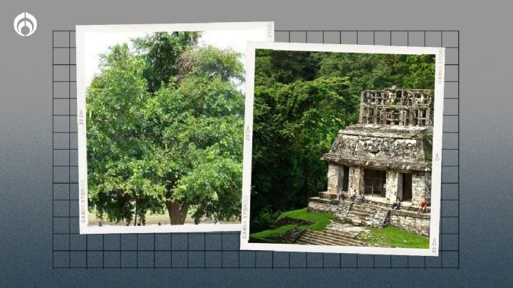 El árbol sagrado de los mayas que da buena sombra, frutos exquisitos y crece hasta 18 metros