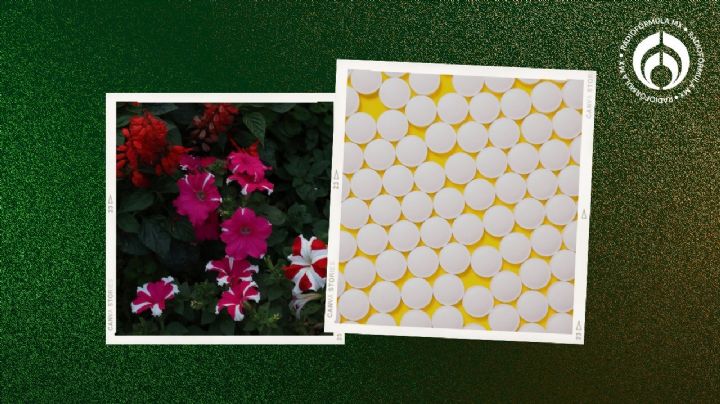 Las pastillas fáciles de conseguir en la farmacia para que tus plantas den flores más rápido