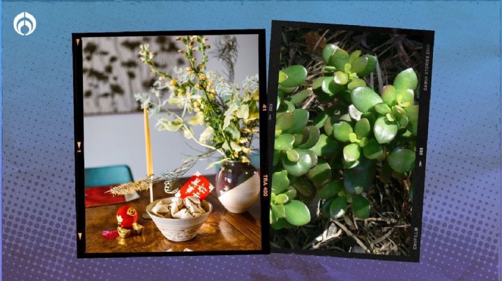 Este es el mejor árbol que puedes plantar en tu casa, según el Feng Shui