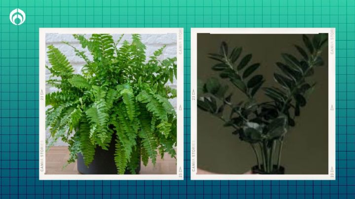 3 plantas que absorben la humedad del baño y evitan la formación de hongos en la regadera