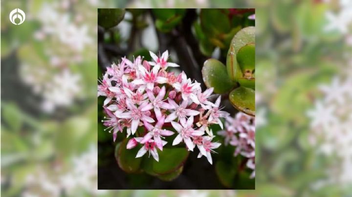 Trucazo con un ingrediente para hacer que tu árbol de jade florezca en verano