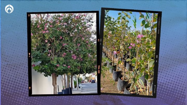 El árbol de crecimiento rápido y pocos cuidados que no rompe banquetas; mide hasta 5m y florece hermoso