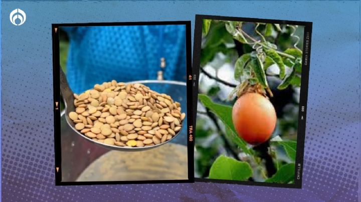 Árboles frutales: el abono natural con lentejas para que den ricas frutas jugosas