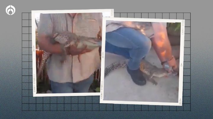 (VIDEO) Cocodrilo espanta a hombre en el patio de su casa en Culiacán; estaba 'tomando el sol'