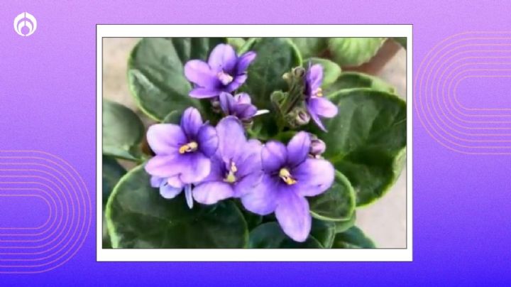 Trucazo de jardinero para llenar de flores la violeta africana y que luzca hermosa todo el año