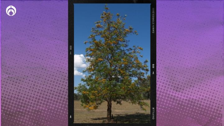 El árbol que crece super rápido, mantiene sus hojas todo el año y crece hasta 30m para tu jardín