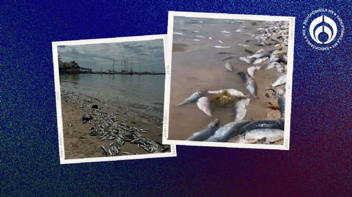 (VIDEO) Miles de peces aparecen muertos en Baja California Sur; Cofepris ya investiga