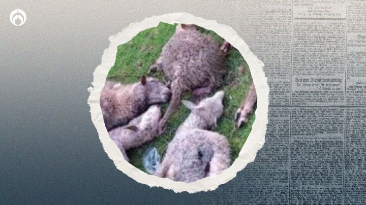 ¿El regreso del 'chupacabras'? Matanza de borregos preocupa a ovejeros en Veracruz