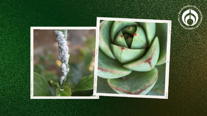 Mezcla para eliminar a las cochinillas de tus suculentas y otras plantas