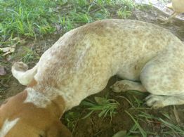 Asesinan a perrito de un balazo en Veracruz: mascota era parte de una familia; exigen justicia