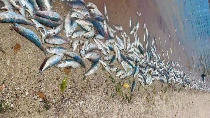 Ecocidio de sardinas en La Paz: descartan presencia de marea roja; peces continúan muriendo