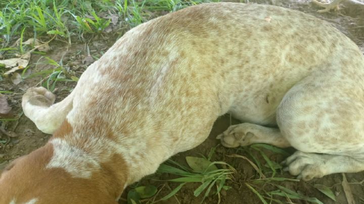 Asesinan a perrito de un balazo en Veracruz: mascota era parte de una familia; exigen justicia