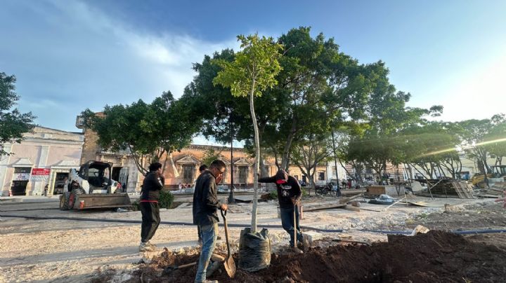 Plaza Grande de Mérida se transforma con nuevos árboles y más espacio verde para disfrutar