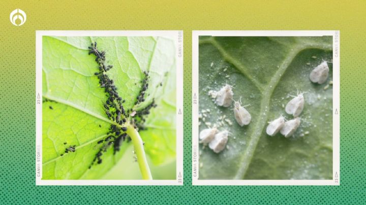 3 plantas aromáticas que alejarán la plaga de pulgón y mosca blanca de tu jardín