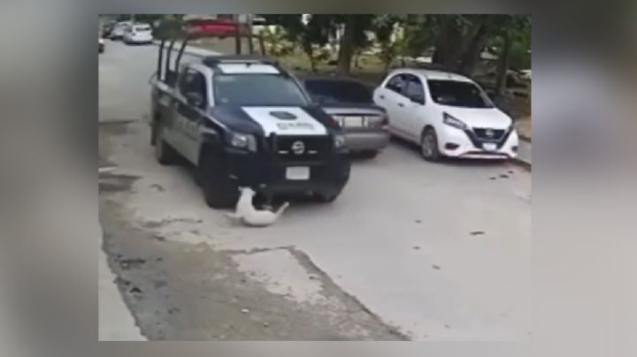 Otro hecho de violencia contra animales se viraliza: policía atropella a perrito en Cancún