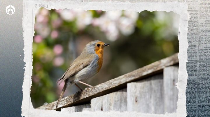 Cucarachas: así puedes atraer a pájaros a tu jardín para que acaben con plagas