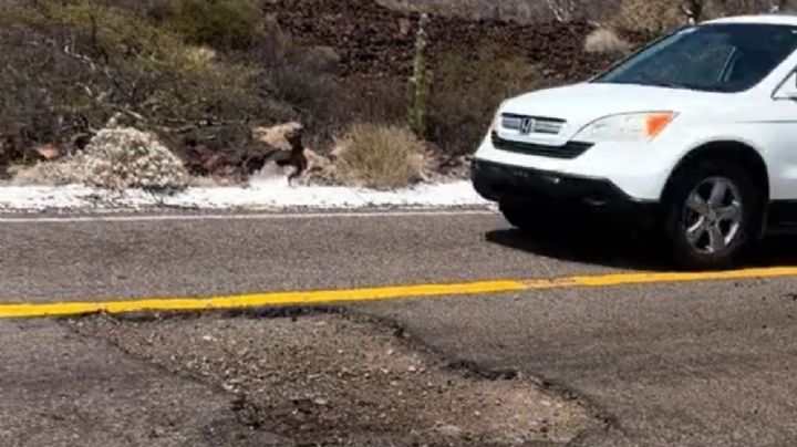 Autopista transpeninsular en BCS preocupa por pésimo estado; no hay presupuesto según la SICT