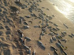 Una alga tóxica, no identificada, posible causante de muerte de cientos de sardinas en La Paz