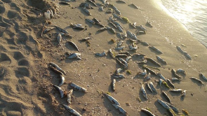 Una alga tóxica, no identificada, posible causante de muerte de cientos de sardinas en La Paz